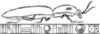 Click Beetle Books & Games